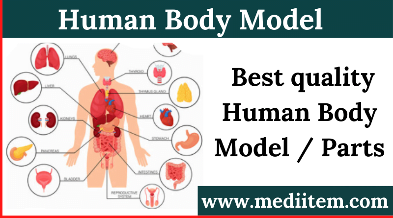 Best quality Human Body Model