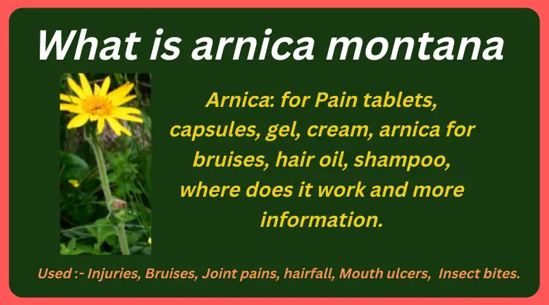 What is arnica montana