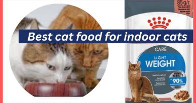 Best cat food for indoor cats