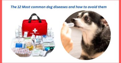 Most common dog disease and how to avoid them
