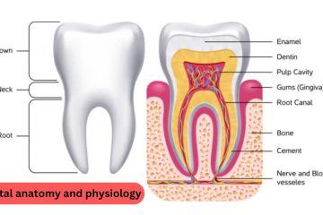 dental anatomy bangla