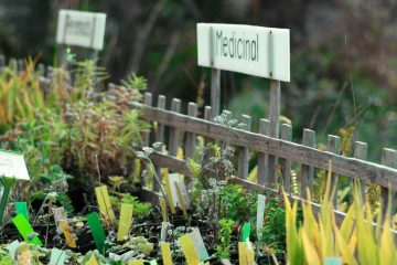 বিভিন্ন প্রকার ঔষধি গাছের বৈজ্ঞানিক নাম (